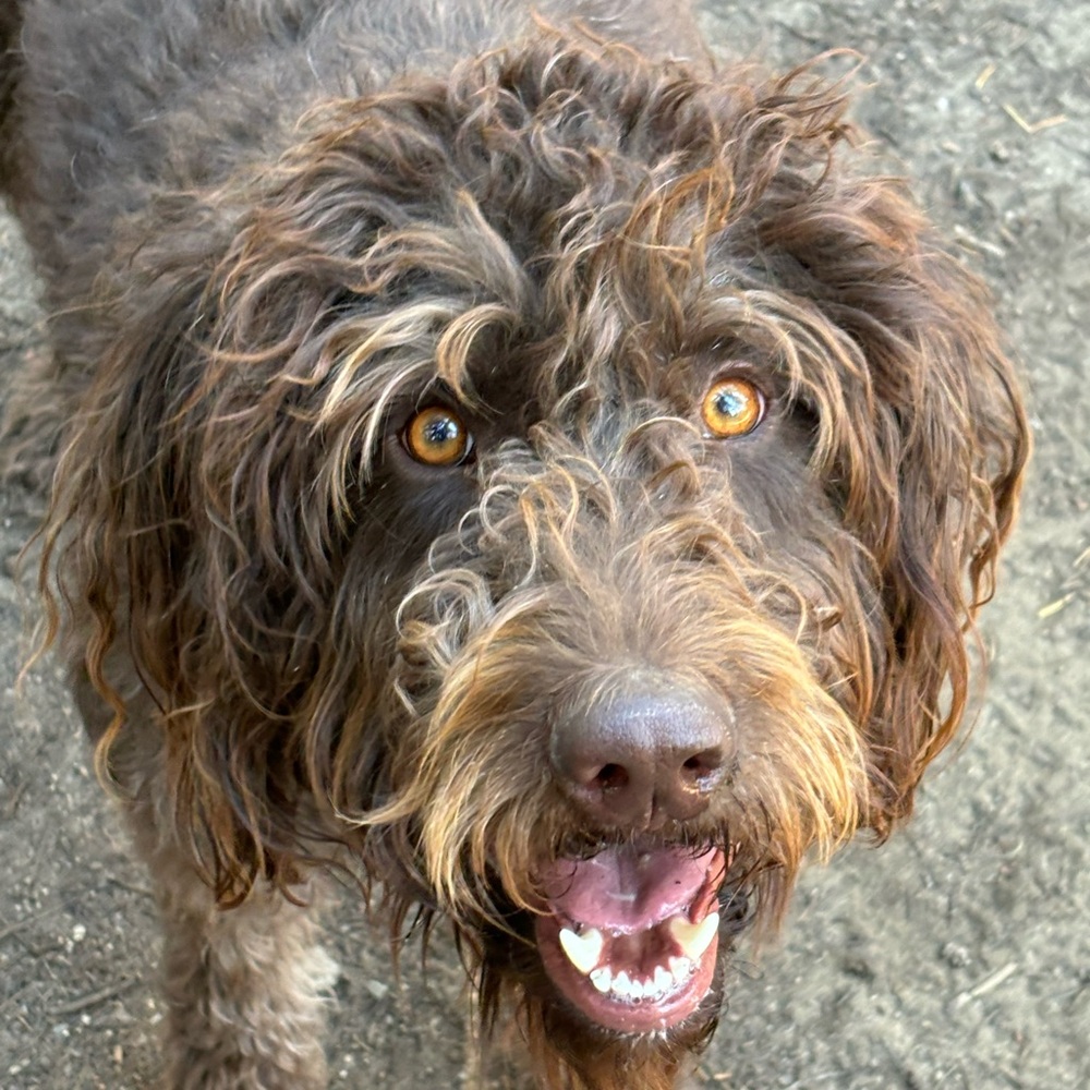 Meet your Posher, Millie